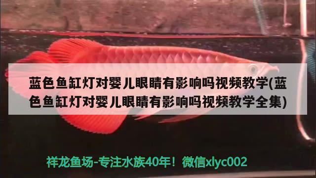 藍色魚缸燈對嬰兒眼睛有影響嗎視頻教學(藍色魚缸燈對嬰兒眼睛有影響嗎視頻教學全集) 印尼四紋虎