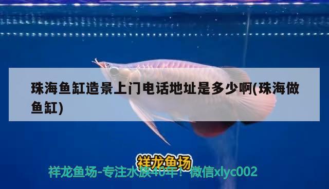 珠海魚缸造景上門電話地址是多少啊(珠海做魚缸) 南美異型魚