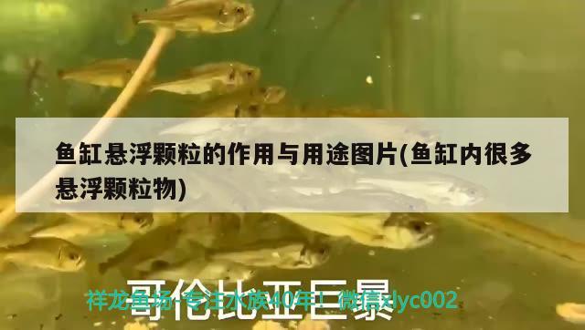 魚缸懸浮顆粒的作用與用途圖片(魚缸內(nèi)很多懸浮顆粒物) 熱帶魚魚苗批發(fā)