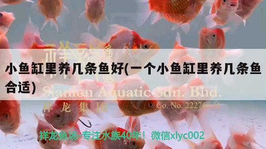 小魚缸里養(yǎng)幾條魚好(一個(gè)小魚缸里養(yǎng)幾條魚合適)