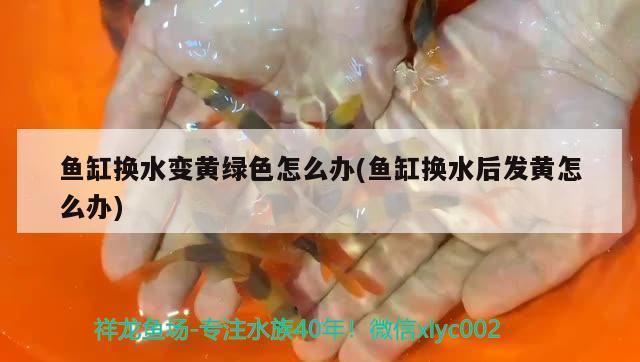 魚缸換水變黃綠色怎么辦(魚缸換水后發(fā)黃怎么辦)