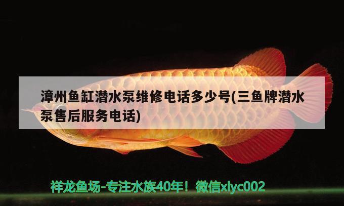 漳州魚缸潛水泵維修電話多少號(三魚牌潛水泵售后服務電話) 祥龍水族濾材/器材