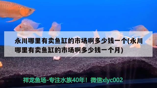 永川哪里有賣魚缸的市場啊多少錢一個(永川哪里有賣魚缸的市場啊多少錢一個月) 成吉思汗鯊（球鯊）魚 第2張