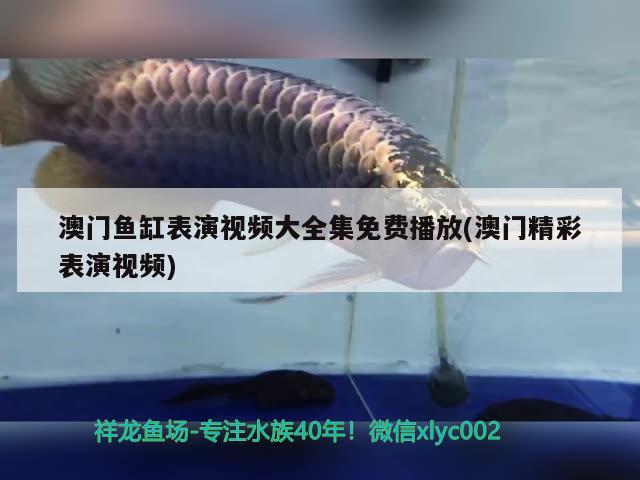 澳門魚(yú)缸表演視頻大全集免費(fèi)播放(澳門精彩表演視頻) 銀河星鉆魚(yú)