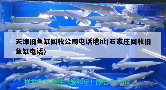 天津舊魚缸回收公司電話地址(石家莊回收舊魚缸電話) 水草