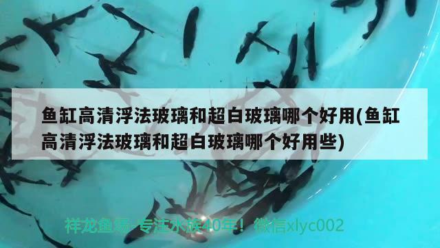 魚缸高清浮法玻璃和超白玻璃哪個好用(魚缸高清浮法玻璃和超白玻璃哪個好用些)