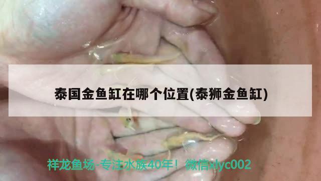 泰國(guó)金魚缸在哪個(gè)位置(泰獅金魚缸) 廣州水族器材濾材批發(fā)市場(chǎng)