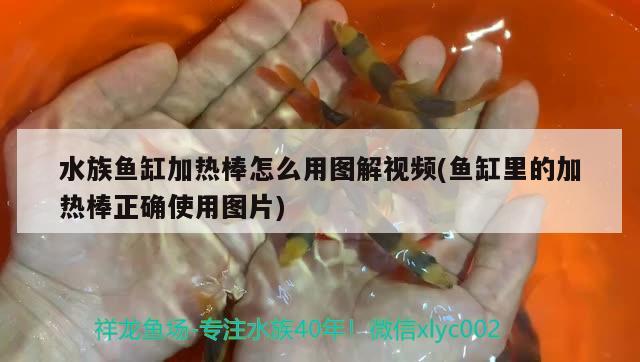 水族魚缸加熱棒怎么用圖解視頻(魚缸里的加熱棒正確使用圖片) 細(xì)線銀版魚