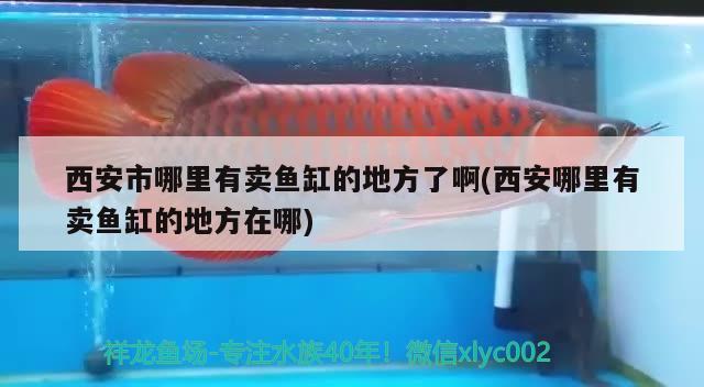 西安市哪里有賣魚缸的地方了啊(西安哪里有賣魚缸的地方在哪)