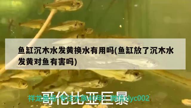 魚缸沉木水發(fā)黃換水有用嗎(魚缸放了沉木水發(fā)黃對魚有害嗎) 斑馬狗頭魚 第2張