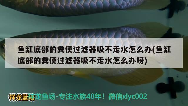 魚缸底部的糞便過濾器吸不走水怎么辦(魚缸底部的糞便過濾器吸不走水怎么辦呀) 大正錦鯉魚