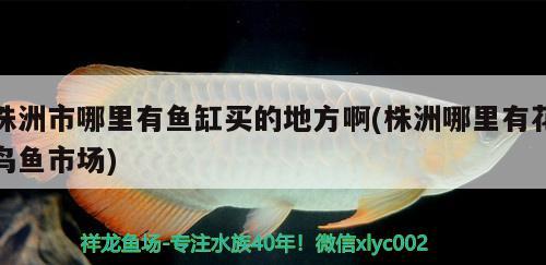 株洲市哪里有魚缸買的地方啊(株洲哪里有花鳥魚市場) 祥龍藍珀金龍魚