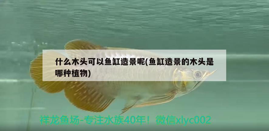 什么木頭可以魚缸造景呢(魚缸造景的木頭是哪種植物)