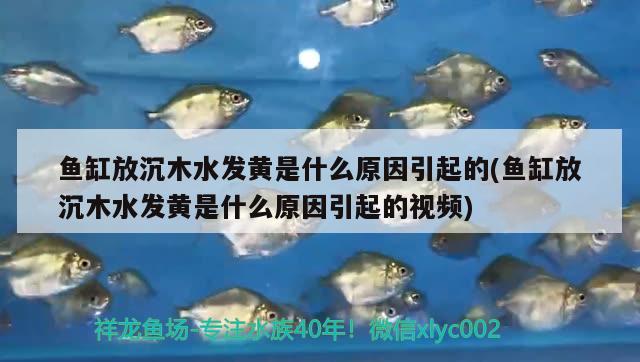 魚缸放沉木水發(fā)黃是什么原因引起的(魚缸放沉木水發(fā)黃是什么原因引起的視頻)