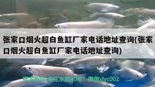 張家口煙火超白魚(yú)缸廠家電話地址查詢(張家口煙火超白魚(yú)缸廠家電話地址查詢) 觀賞魚(yú)魚(yú)苗