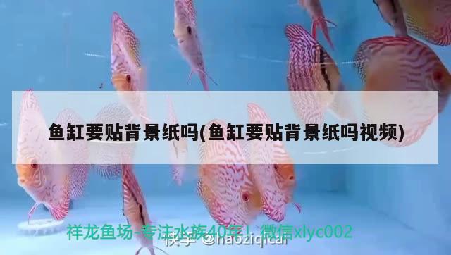 魚缸要貼背景紙嗎(魚缸要貼背景紙嗎視頻) 巨骨舌魚 第2張