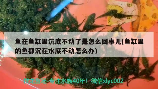 魚在魚缸里沉底不動了是怎么回事兒(魚缸里的魚都沉在水底不動怎么辦) 黑桃A魚