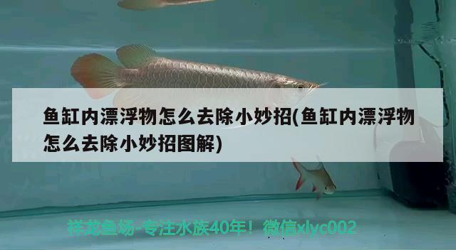 魚缸內(nèi)漂浮物怎么去除小妙招(魚缸內(nèi)漂浮物怎么去除小妙招圖解)