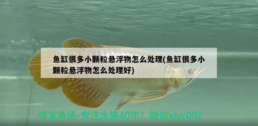 魚缸很多小顆粒懸浮物怎么處理(魚缸很多小顆粒懸浮物怎么處理好) 龍魚百科