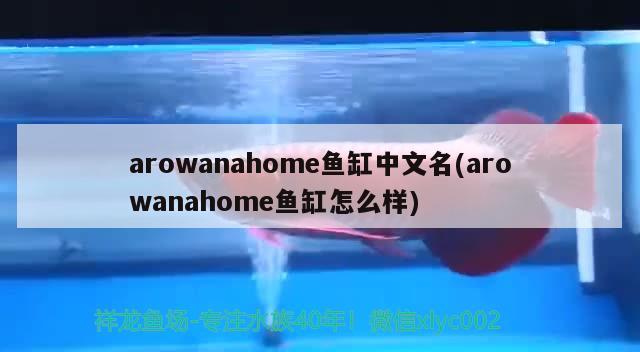 arowanahome魚缸中文名(arowanahome魚缸怎么樣) 粗線銀版魚苗