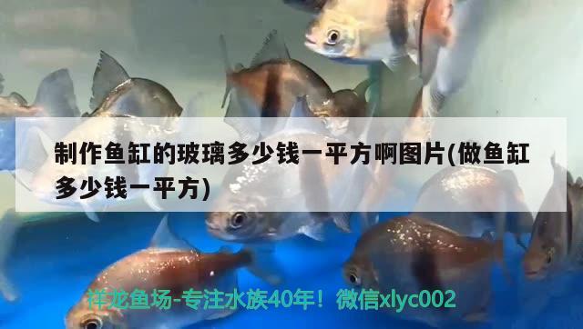 制作魚(yú)缸的玻璃多少錢(qián)一平方啊圖片(做魚(yú)缸多少錢(qián)一平方) 九鼎魚(yú)缸