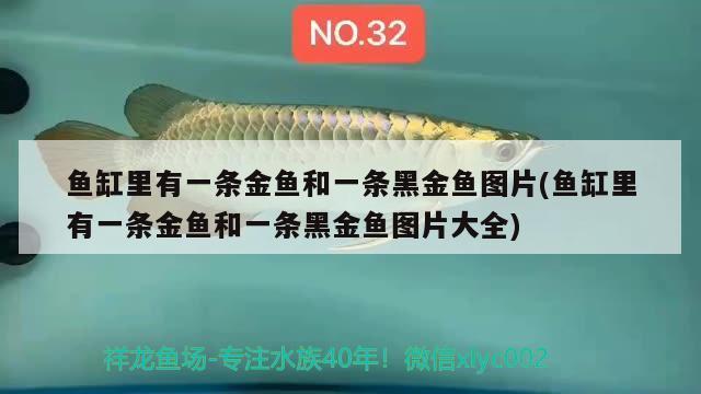 魚缸里有一條金魚和一條黑金魚圖片(魚缸里有一條金魚和一條黑金魚圖片大全) 慈雕魚