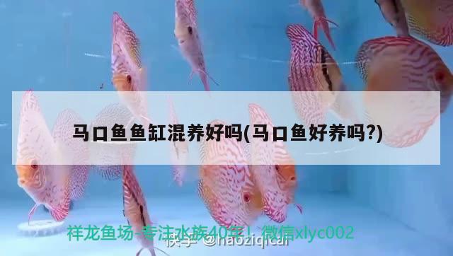 馬口魚魚缸混養(yǎng)好嗎(馬口魚好養(yǎng)嗎?) 夢幻雷龍魚