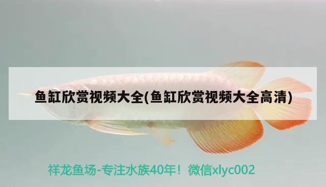 魚(yú)缸欣賞視頻大全(魚(yú)缸欣賞視頻大全高清)