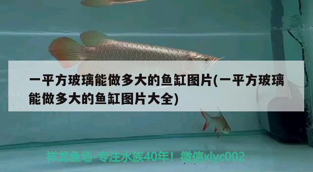 一平方玻璃能做多大的魚缸圖片(一平方玻璃能做多大的魚缸圖片大全) 森森魚缸