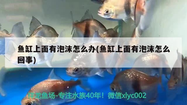 魚缸上面有泡沫怎么辦(魚缸上面有泡沫怎么回事)