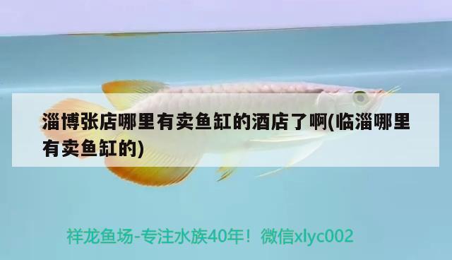 淄博張店哪里有賣魚缸的酒店了啊(臨淄哪里有賣魚缸的)