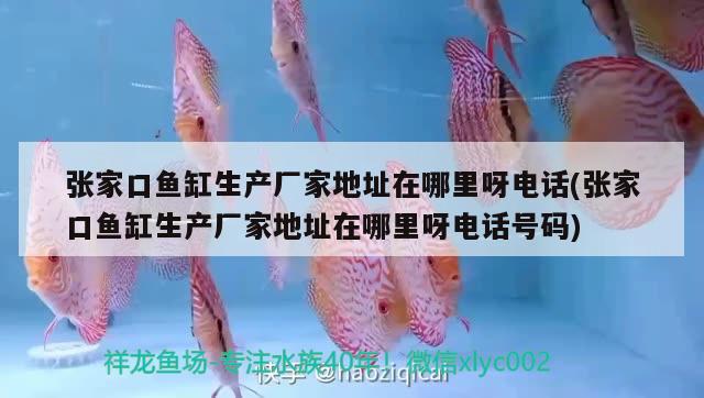 張家口魚缸生產(chǎn)廠家地址在哪里呀電話(張家口魚缸生產(chǎn)廠家地址在哪里呀電話號碼) 國產(chǎn)元寶鳳凰魚