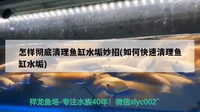 怎樣徹底清理魚缸水垢妙招(如何快速清理魚缸水垢)