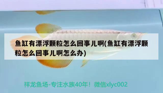 魚缸有漂浮顆粒怎么回事兒啊(魚缸有漂浮顆粒怎么回事兒啊怎么辦) 銀河星鉆魚