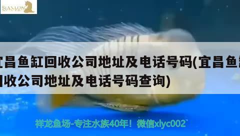 宜昌魚缸回收公司地址及電話號碼(宜昌魚缸回收公司地址及電話號碼查詢)