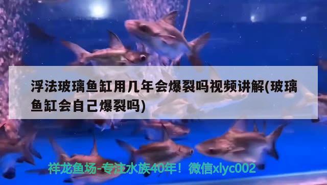 浮法玻璃魚缸用幾年會(huì)爆裂嗎視頻講解(玻璃魚缸會(huì)自己爆裂嗎) PH調(diào)節(jié)劑