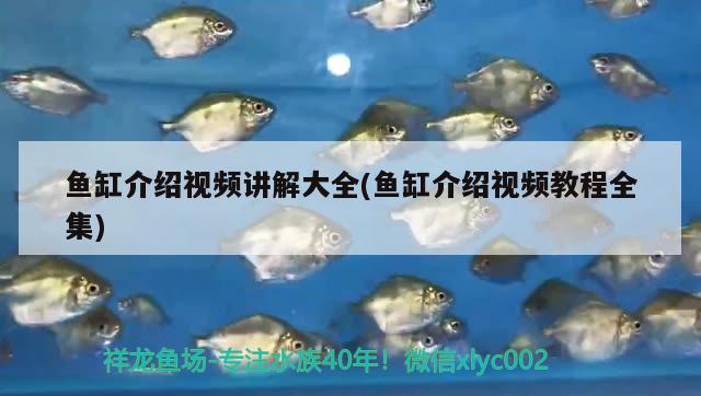 魚(yú)缸介紹視頻講解大全(魚(yú)缸介紹視頻教程全集) 觀賞魚(yú)飼料