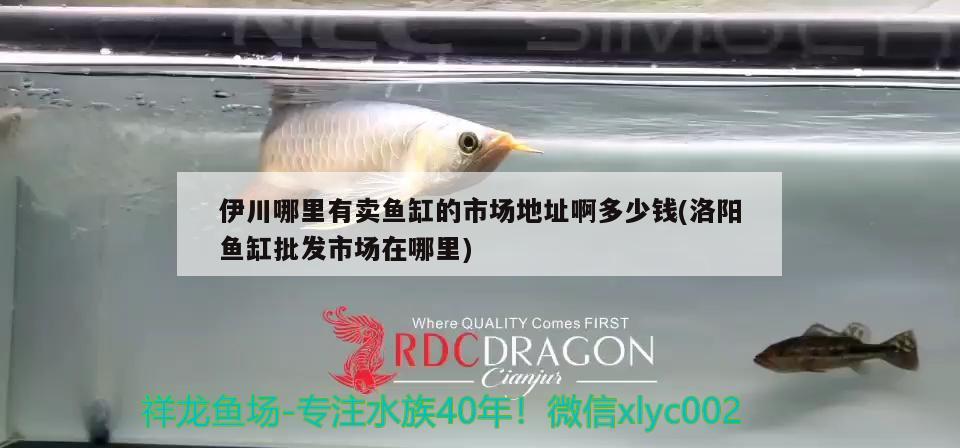 伊川哪里有賣魚缸的市場地址啊多少錢(洛陽魚缸批發(fā)市場在哪里)