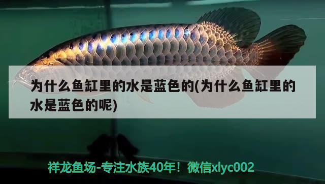 為什么魚缸里的水是藍色的(為什么魚缸里的水是藍色的呢)