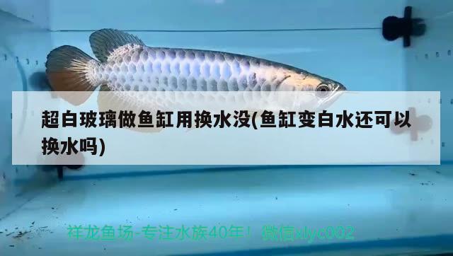 超白玻璃做魚缸用換水沒(魚缸變白水還可以換水嗎) 廣州水族批發(fā)市場