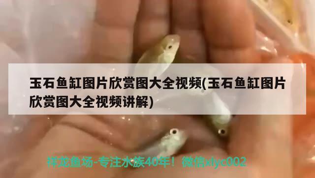 玉石魚缸圖片欣賞圖大全視頻(玉石魚缸圖片欣賞圖大全視頻講解)