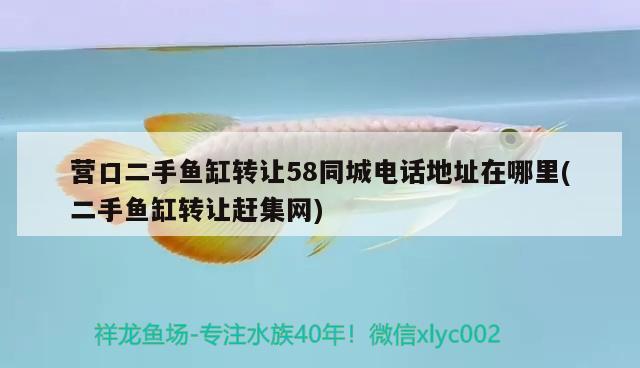 營口二手魚缸轉(zhuǎn)讓58同城電話地址在哪里(二手魚缸轉(zhuǎn)讓趕集網(wǎng)) 赤焰中國虎魚