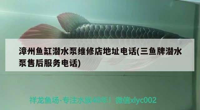 漳州魚缸潛水泵維修店地址電話(三魚牌潛水泵售后服務電話) 紅龍福龍魚