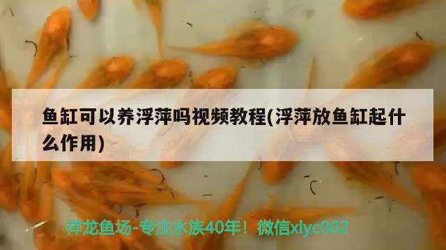 魚缸可以養(yǎng)浮萍嗎視頻教程(浮萍放魚缸起什么作用)