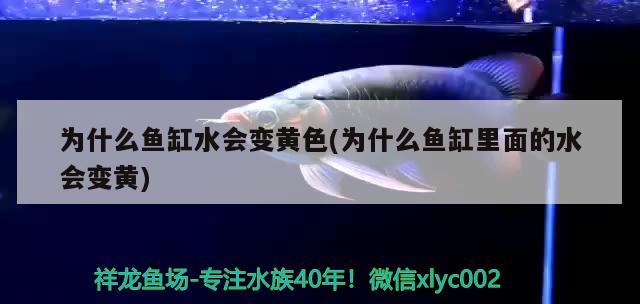 為什么魚缸水會(huì)變黃色(為什么魚缸里面的水會(huì)變黃)