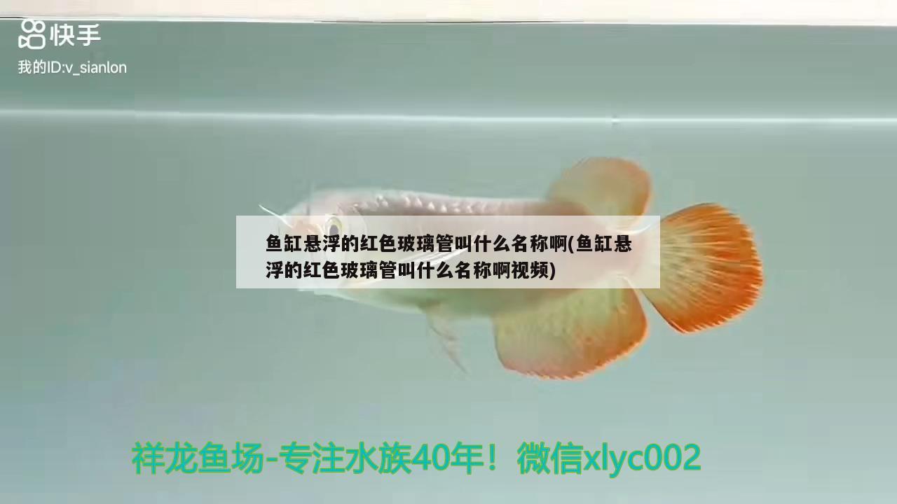 魚缸懸浮的紅色玻璃管叫什么名稱啊(魚缸懸浮的紅色玻璃管叫什么名稱啊視頻) 銀龍魚百科