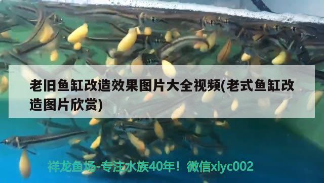 老舊魚缸改造效果圖片大全視頻(老式魚缸改造圖片欣賞) 噴點菠蘿魚