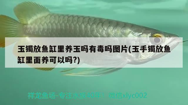 玉鐲放魚缸里養(yǎng)玉嗎有毒嗎圖片(玉手鐲放魚缸里面養(yǎng)可以嗎?)