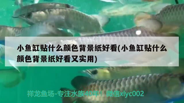 小魚缸貼什么顏色背景紙好看(小魚缸貼什么顏色背景紙好看又實(shí)用) 紅龍專用魚糧飼料