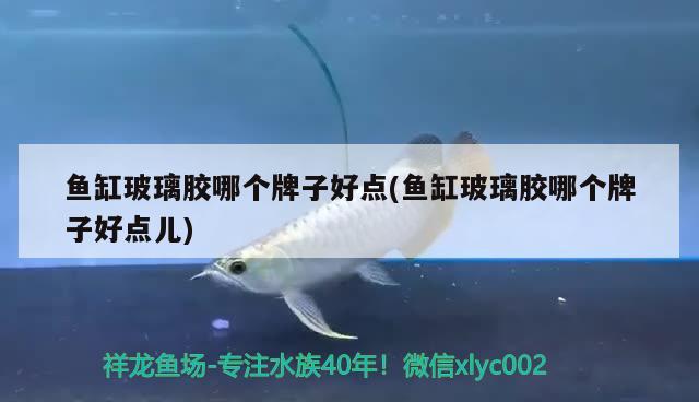 魚缸玻璃膠哪個牌子好點(魚缸玻璃膠哪個牌子好點兒) 祥龍金禾金龍魚